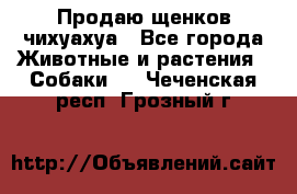Продаю щенков чихуахуа - Все города Животные и растения » Собаки   . Чеченская респ.,Грозный г.